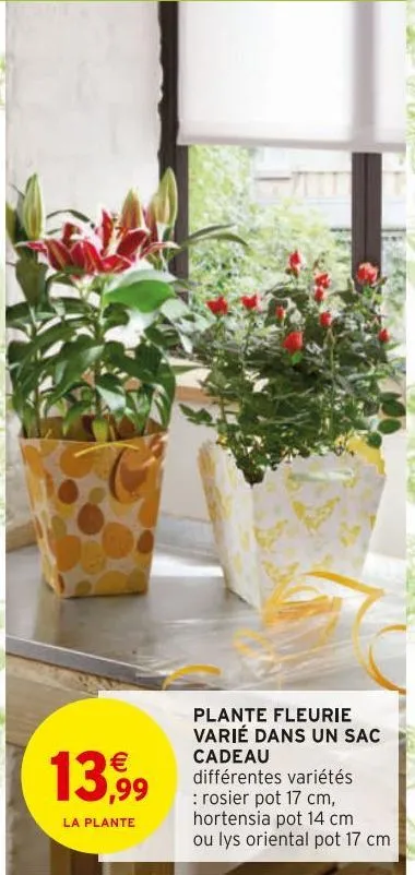 plante fleurie varie dans un sac cadeau 