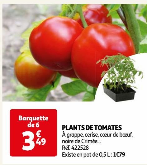 PLANTS DE TOMATES