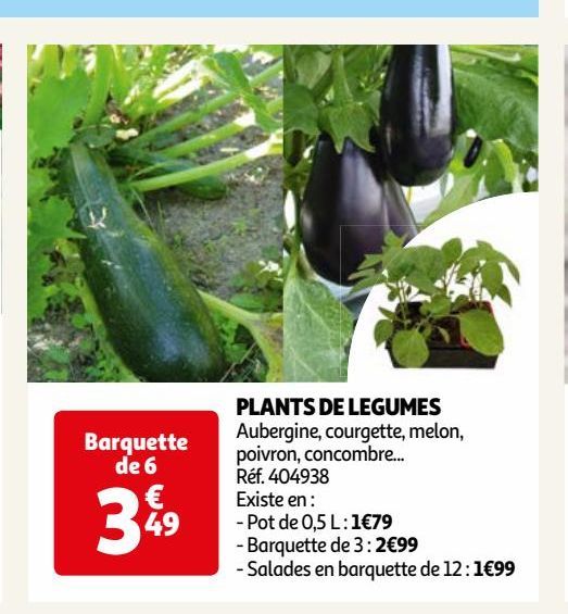 PLANTS DE LEGUMES