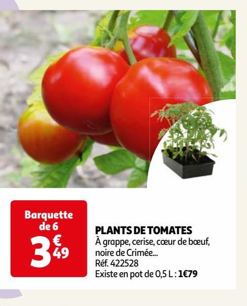 plantes de tomates