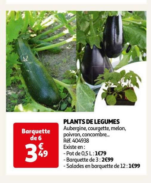 PLANTS DE LEGUMES