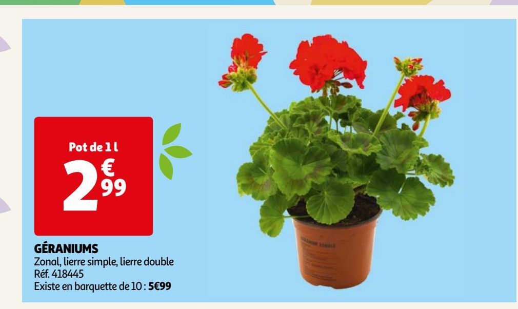 Geraniums