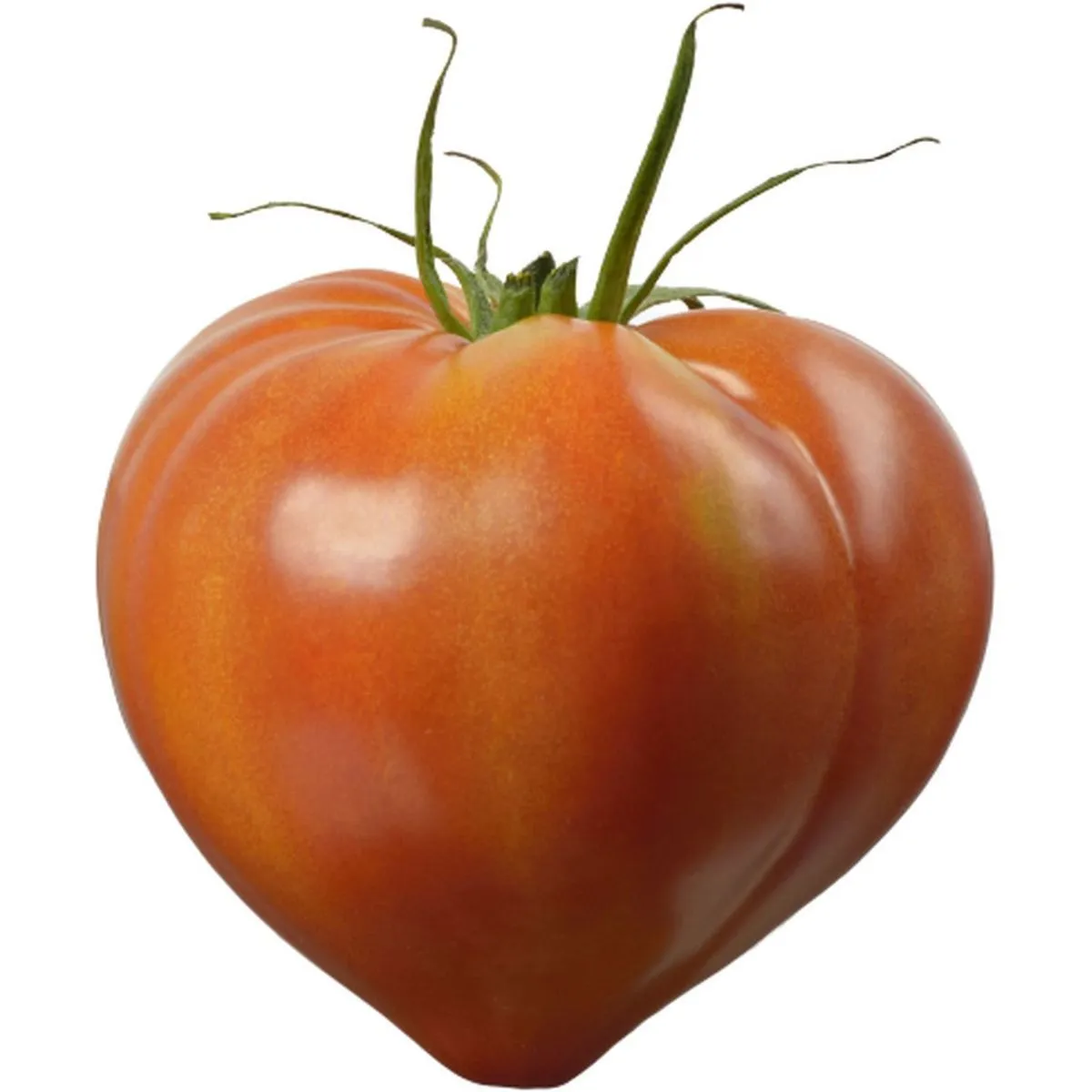 tomates allongées coeur, côtelées 