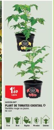 189  Lapla  GARDENLINE  PLANT DE TOMATES COCKTAIL Variétés rouge ou jaune.  RM 6321 