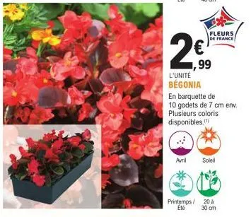2€!  99  l'unité  begonia  avril  fleurs de france  en barquette de  10 godets de 7 cm env.  plusieurs coloris  disponibles.")  soleil  printemps / 20 à été 30 cm 