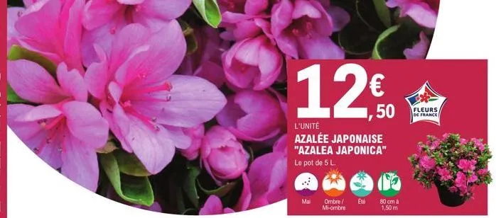 12€  ,50  l'unité  azalée japonaise "azalea japonica" le pot de 5 l.  mai  ombre/ mi-ombre  eté  80 cm à 1,50 m  fleurs de france 