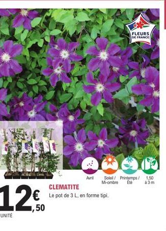 Avril  CLEMATITE  € Le pot de 3 L, en forme tipi.  FLEURS  DE FRANCE  Soleil/ Printemps / 1.50 Mi-ombre  Ene  à 3m 