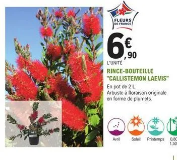 fleurs de france  6€  ,90  l'unité  rince-bouteille "callistemon laevis"  en pot de 2 l. arbuste à floraison originale. en forme de plumets.  avril soleil printemps 0,80 à  1,50 m 