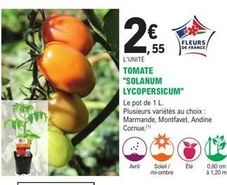 2€  ,55  l'unité tomate  "solanum  avril  fleurs de france  lycopersicum"  le pot de 1 l.  plusieurs variétés au choix : marmande, montfavet, andine cornue.  soleil/ été mi-ombre  0,80 cm  à 1,20 m 