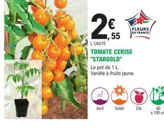 avril  ,55  l'unité  tomate cerise "stargold"  le pot de 1 l. variété à fruits jaune.  soleil  fleurs  de france  eté  80  à 100 cm 