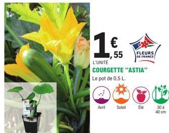 1 €  ,55  Avril Soleil  L'UNITÉ COURGETTE "ASTIA"  Le pot de 0,5 L.  FLEURS DE FRANCE  Été  30 à  40 cm 