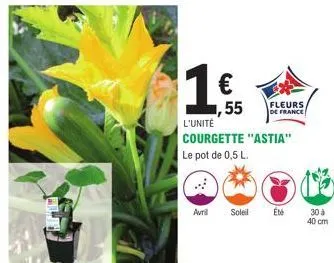 1 €  ,55  avril soleil  l'unité courgette "astia"  le pot de 0,5 l.  fleurs de france  été  30 à  40 cm 