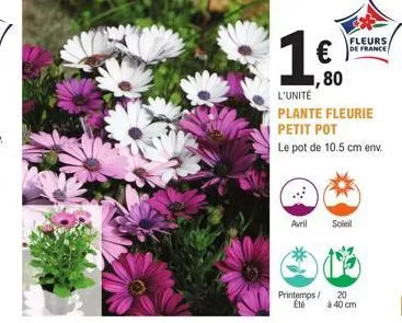 € ,80  fleurs de france  l'unité  plante fleurie petit pot  le pot de 10.5 cm env.  avril soleil  printemps/ 20 été  à 40 cm 