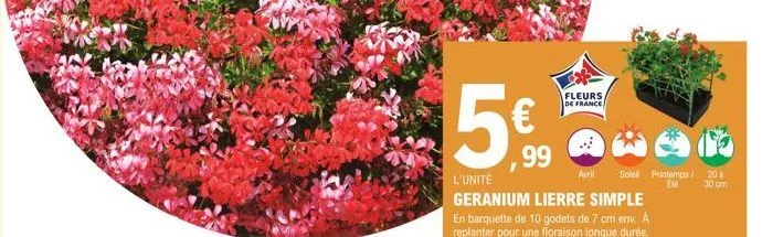 5€  99  fleurs de france  avril soleil printemps / 20 à en 30 cm  l'unité  geranium lierre simple en barquette de 10 godets de 7 cm env. a replanter pour une floraison longue durée. 