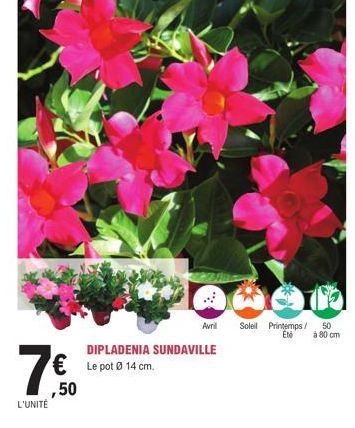 L'UNITÉ  € Le pot Ø 14 cm.  ,50  Avril  DIPLADENIA SUNDAVILLE  Be  Soleil Printemps / 50 Ete à 80 cm 