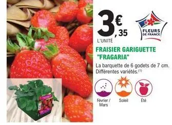 3.  ,35  l'unité  fraisier gariguette "fragaria"  la barquette de 6 godets de 7 cm. différentes variétés.  février/ soleil été mars  fleurs de france 