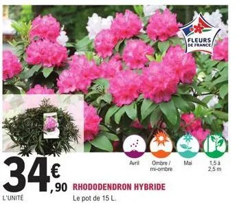 34€  l'unité  avril  ,90 rhododendron hybride le pot de 15 l.  ombre/ mi-ombre  fleurs de france  mai  1,5 à 2,5m 