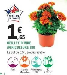 fleurs  de france  1€  1,65  oeillet d'inde agriculture bio  le pot de 0,5 l biodégradable.  avril soleil / printemps/ 30 mi-ombre été  à 50 cm 