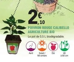 avril soleil/ mi-ombre  été  ,10  poivron rouge calibello agriculture bio  le pot de 0,5 l biodégradable.  40 à 80 cm 
