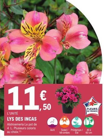 11€  L'UNITÉ LYS DES INCAS  Alstroemeria Le pot de  4 L. Plusieurs coloris  au choix.  Avril  Soleil/ Printemps / 40 à Mi-ombre Été 60 cm  FLEURS DE FRANCE 