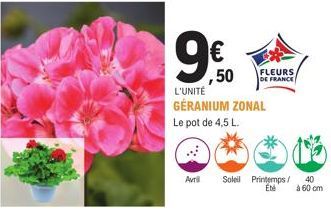 9€  ,50  L'UNITÉ GÉRANIUM ZONAL  Le pot de 4,5 L.  FLEURS/  DE FRANCE  Avril Soleil Printemps/ 40 Été  à 60 cm 