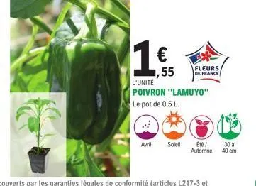 1 €  1,55  avril soleil  fleurs  de france  l'unité poivron "lamuyo" le pot de 0,5 l.  été / automne  30 à 40 cm 
