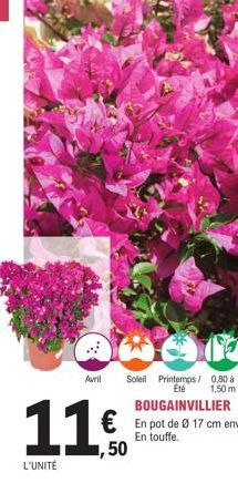 L'UNITÉ  Avril Soleil Printemps/ 0,80 à  Été  1,50 m  BOUGAINVILLIER  11.0 € En pot de Ø 17 cm env.  En touffe.  ,50 