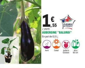 1 €  1,55  l'unité aubergine "baluroi" en pot de 0,5 l.  fleurs  de france  avril soleil juillet à  octobre  40 à  60 cm 