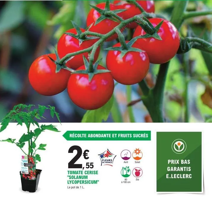 récolte abondante et fruits sucrés  2€  1,55  tomate cerise "solanum lycopersicum" le pot de 1 l.  fleurs de france  avril soleil  80 à 100 cm  été  prix bas garantis  e.leclerc 