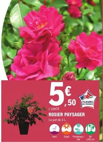 ,50  l'unité rosier paysager  le pot de 3 l.  avril soleil printemps/ 60  été  à 80 cm  fleurs de france 