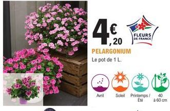 4€  ,20 PELARGONIUM  Le pot de 1 L.  FLEURS DE FRANCE  Avril Soleil Printemps/ 40 Été  à 60 cm 