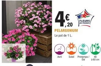 4€  ,20 pelargonium  le pot de 1 l.  fleurs de france  avril soleil printemps/ 40 été  à 60 cm 
