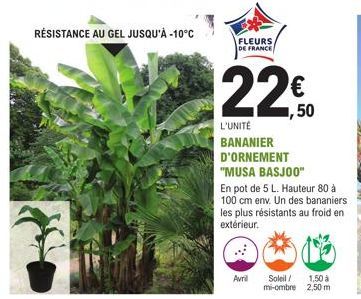 RÉSISTANCE AU GEL JUSQU'À -10°C  FLEURS DE FRANCE  Avril  ,50  L'UNITÉ BANANIER D'ORNEMENT "MUSA BASJOO"  En pot de 5 L. Hauteur 80 à 100 cm env. Un des bananiers les plus résistants au froid en extér