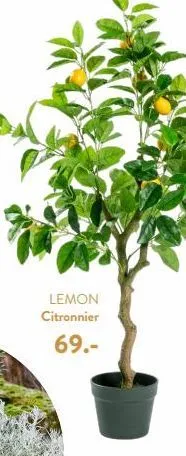 lemon  citronnier  69.-