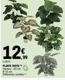 € 1,99  l'unité  plante verte (2)  hauteur: 65 cm.  ø 15 cm.  différentes variétés. 