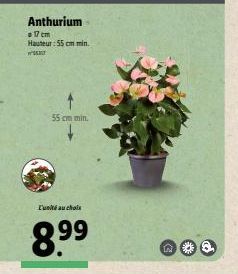 W  Anthurium  17 cm Hauteur: 55 cm min.  55 cm min.  L'unité au choix  8.⁹9⁹  N 