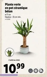 plante verte en pot céramique béton  17 cm hauteur: 33 cm min. +37287  l'unité au choix  10.⁹9  99 