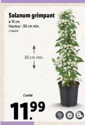 Solanum grimpant  19 cm Hauteur: 80 cm min.  8429  80 cm min.  L'uni  11.⁹⁹  199 