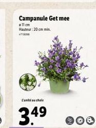 Campanule Get mee  11 cm Hauteur : 20 cm min.  BOG  L'unité au choix  3.4⁹ 