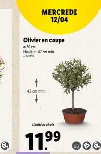 olivier en coupe  a 20 cm hauteur : 42 cm min.  42 cm min.  mercredi 12/04  l"uniti au chole  11.9⁹⁹ 