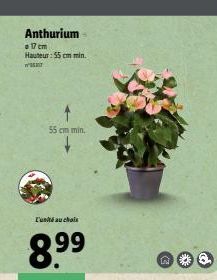 W  Anthurium  17 cm Hauteur: 55 cm min.  55 cm min.  L'unité au choix  8.⁹9⁹  N 