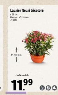 Laurier fleuri tricolore  © 25 cm  Hauteur: 45 cm min. 42230  45 cm min.  L'unité au choix  11.9⁹9⁹ 