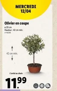 olivier en coupe  a 20 cm hauteur : 42 cm min.  42 cm min.  mercredi 12/04  l"uniti au chole  11.9⁹⁹ 