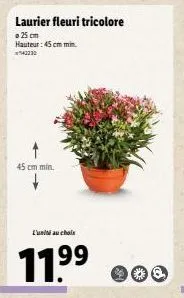laurier fleuri tricolore  © 25 cm  hauteur: 45 cm min. 42230  45 cm min.  l'unité au choix  11.9⁹9⁹ 