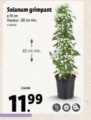Solanum grimpant  19 cm Hauteur: 80 cm min.  8429  80 cm min.  L'uni  11.⁹⁹  199 