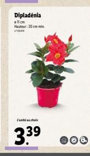 Dipladenia  all cm Hauteur: 20 cm min 105419  IN 