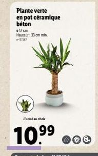 Plante verte en pot céramique béton  17 cm Hauteur: 33 cm min. +37287  L'unité au choix  10.⁹9  99 