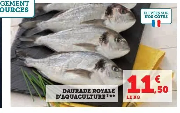daurade royale  d'aquaculture
