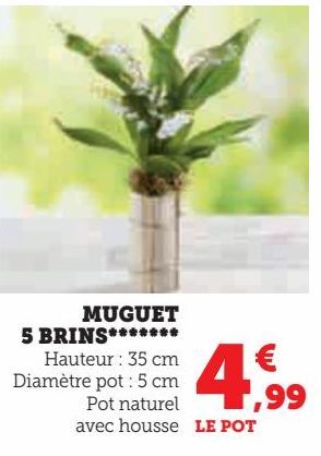 MUGUET 5 BRINS