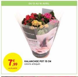 7,9⁹9  LA PLANTE  DU 13 AU 16 AVRIL  Decorum  ANDER  KALANCHOE POT 15 CM coloris arlequin  